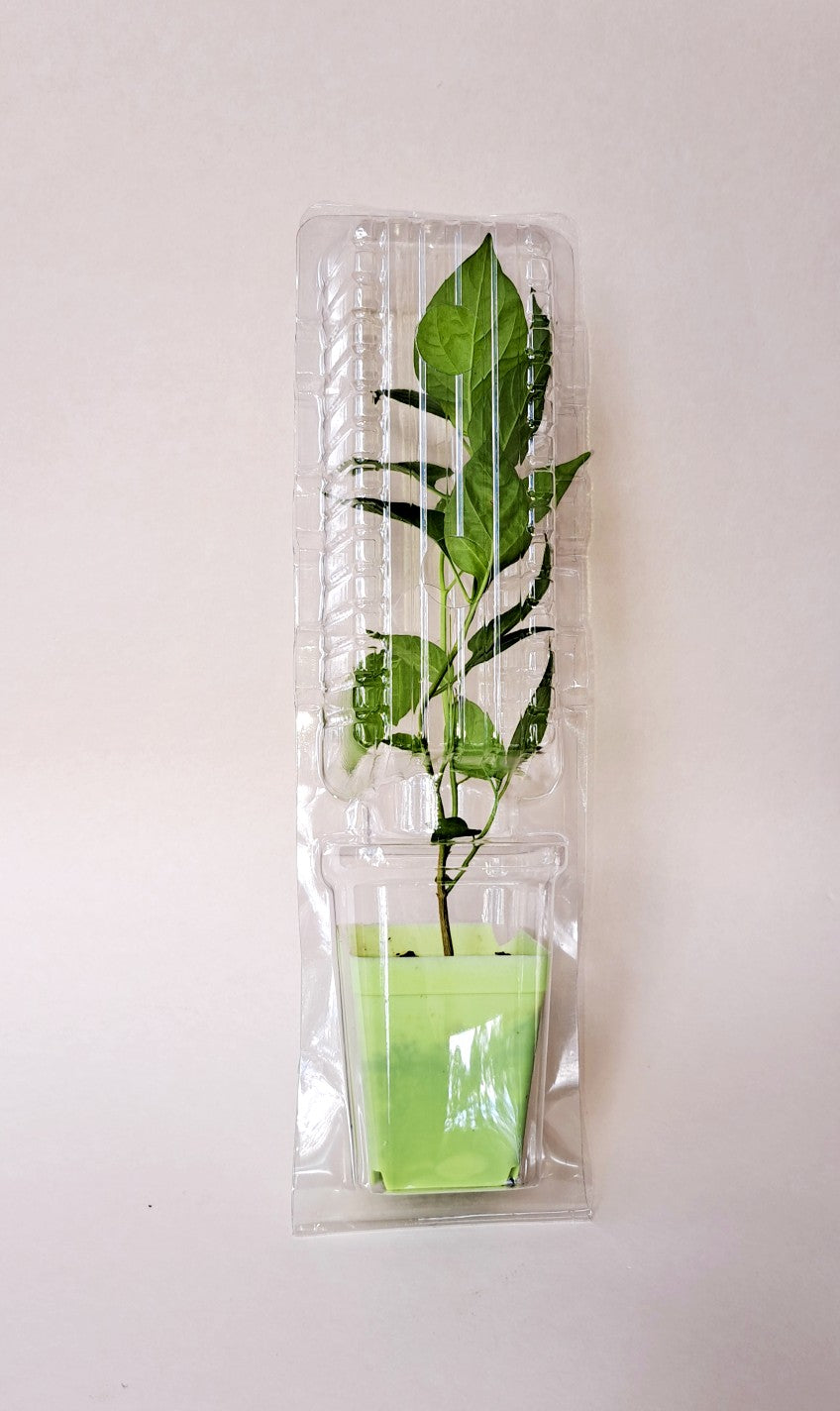 Live Plant Shipper 6.7 Inch Clone Shipping Clam Shell Packaging