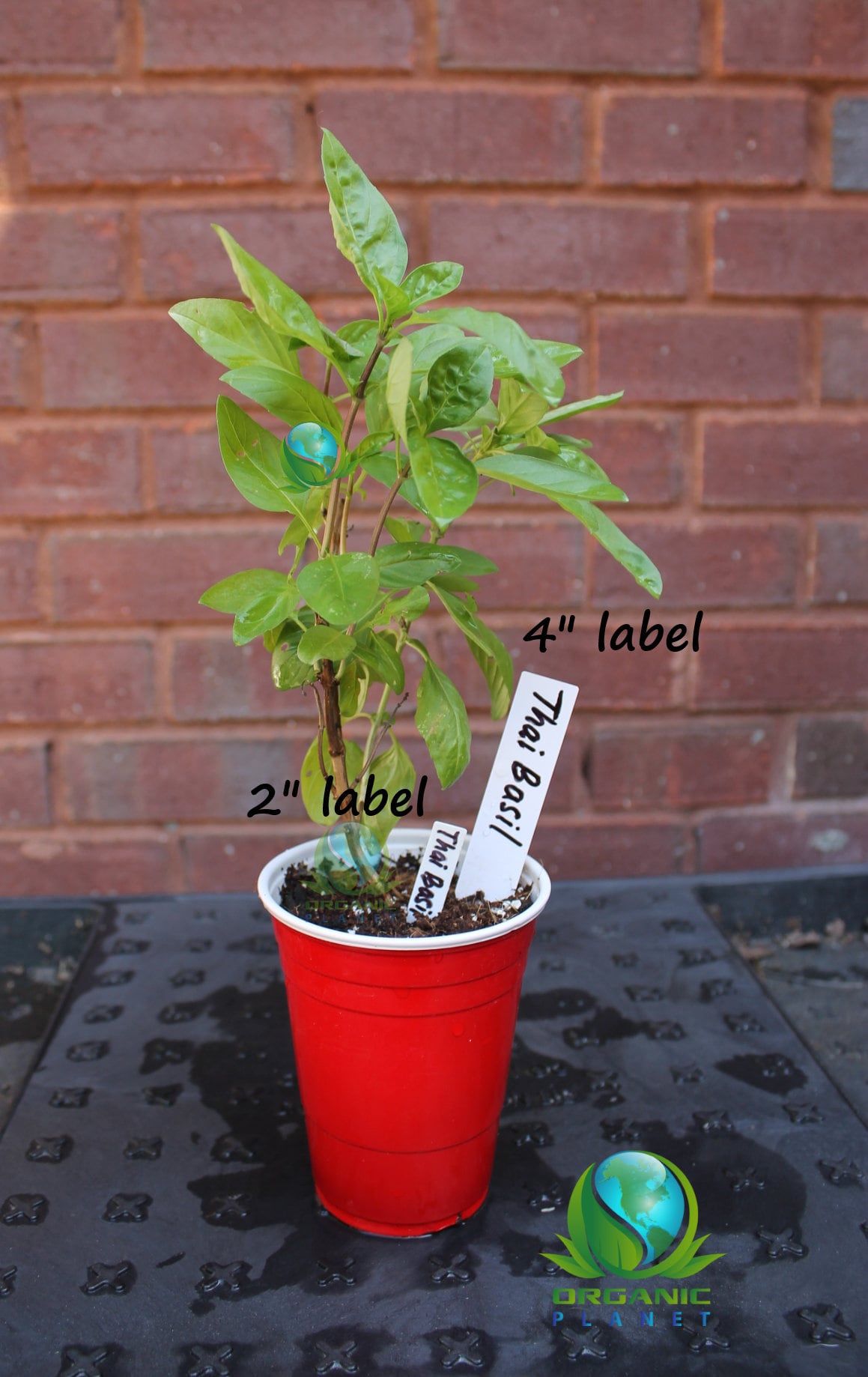 Plant Tags 4 inch White / Nursery Marker / Plastic Waterproof Garden Labels