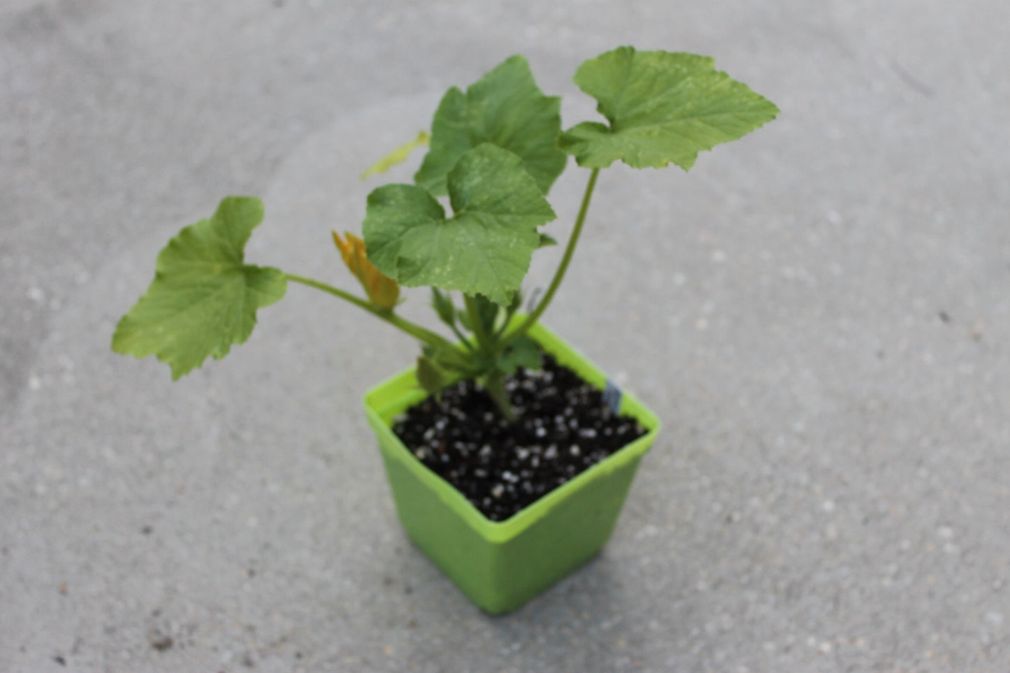 Zucchini Summer Squash Seeds "Black Beauty" Early Prolific Non-GMO Heirloom
