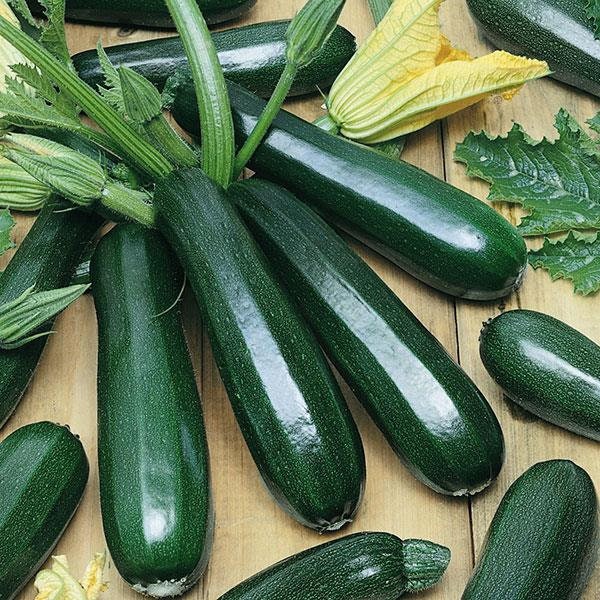 Zucchini Summer Squash Seeds "Black Beauty" Early Prolific Non-GMO Heirloom