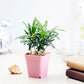 Nursery Flower Pots 3 Inch Square (Bundle of 30)