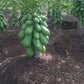 Malaysian Dwarf 1 Foot Sekaki Hong Kong Papaya Seeds