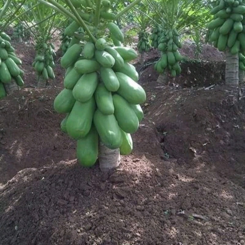 Malaysian Dwarf 1 Foot Sekaki Hong Kong Papaya Seeds