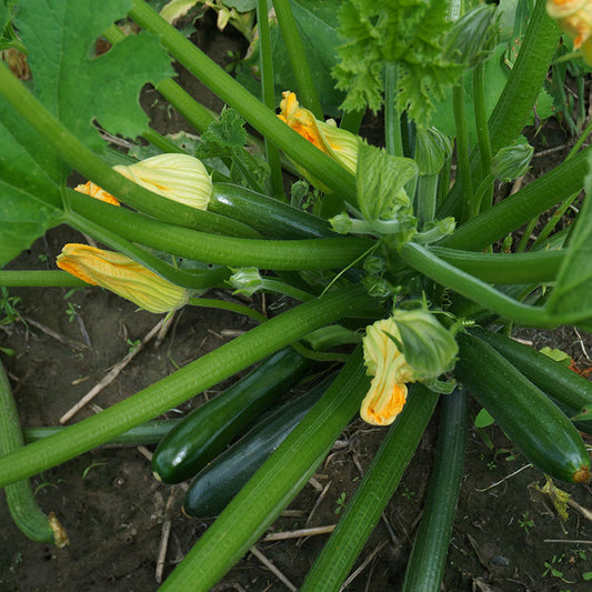 Zucchini Summer Squash Seeds "Black Beauty" Early Prolific Non-GMO Heirloom