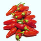 Hawaiian Chili Hot Pepper Birdseye Heirloom