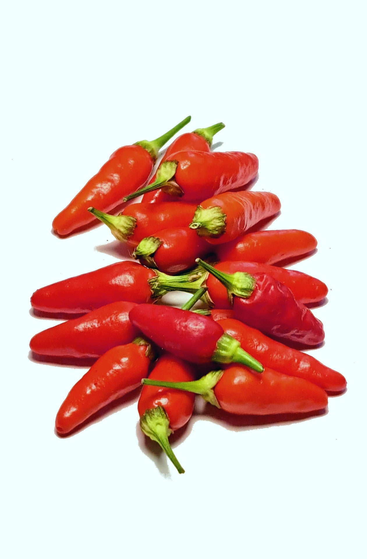 Hawaiian Chili Hot Pepper Birdseye Heirloom