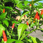 Hawaiian Chili Hot Pepper Birdseye Heirloom