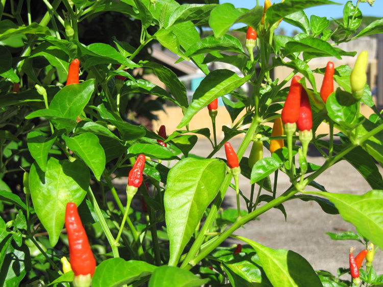 Hawaiian Chili Hot Pepper Birdseye Heirloom