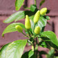 Hawaiian Chili Hot Pepper Birdseye Heirloom