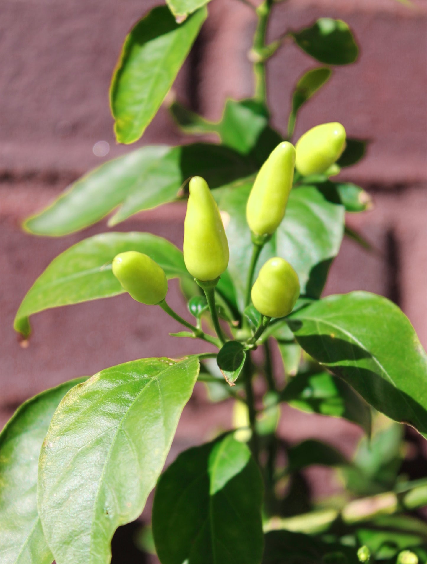 Hawaiian Chili Hot Pepper Birdseye Heirloom