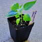 Hawaiian Chili Birdseye Seedling Live Plant