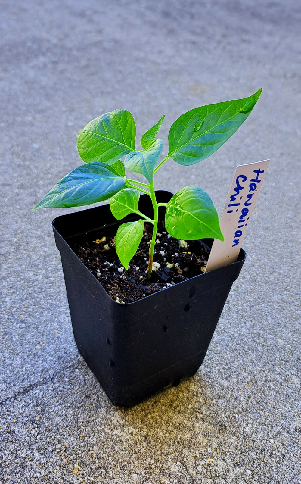 Hawaiian Chili Birdseye Seedling Live Plant