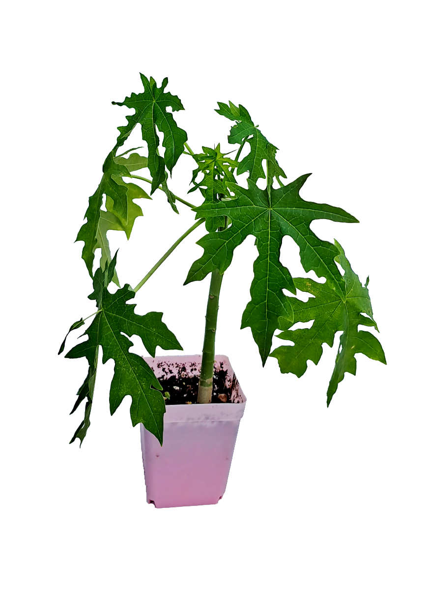 Malaysian Dwarf 1 Foot Sekaki Hong Kong Papaya Seedling Live Plant