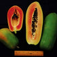 Malaysian Dwarf 1 Foot Sekaki Hong Kong Papaya Seeds