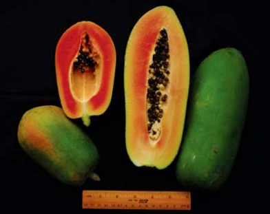 Malaysian Dwarf 1 Foot Sekaki Hong Kong Papaya Seeds