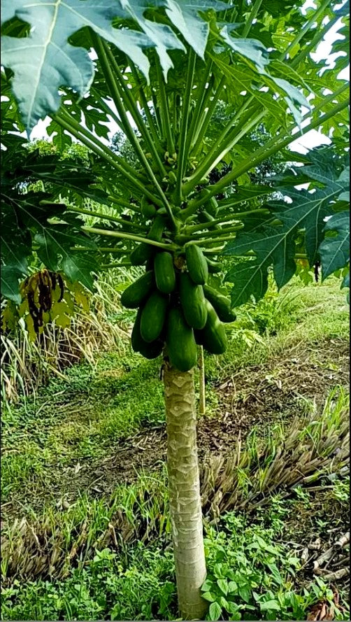 Malaysian Dwarf 1 Foot Sekaki Hong Kong Papaya Seeds