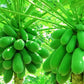 Malaysian Dwarf 1 Foot Sekaki Hong Kong Papaya Seeds