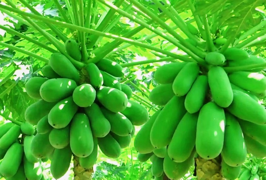 Malaysian Dwarf 1 Foot Sekaki Hong Kong Papaya Seeds