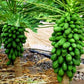 Malaysian Dwarf 1 Foot Sekaki Hong Kong Papaya Seeds