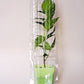 Live Plant Shipper 6.7 Inch Clone Shipping Clam Shell Packaging