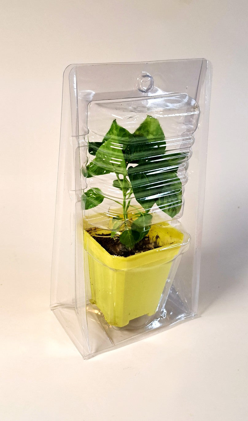 Live Plant Shipper 3.5 Inch S5 Shipping Clamshell Packaging