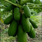 Malaysian Dwarf 1 Foot Sekaki Hong Kong Papaya Seeds