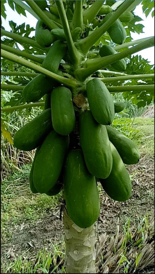 Malaysian Dwarf 1 Foot Sekaki Hong Kong Papaya Seeds