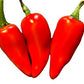 Hawaiian Sweet Hot aka WAIALUA Chili Pepper Seeds