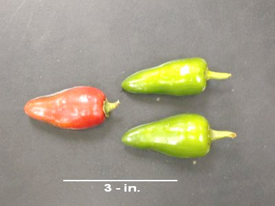 Hawaiian Sweet Hot aka WAIALUA Chili Pepper Seeds