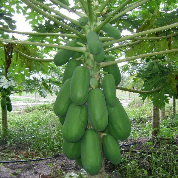 Malaysian Dwarf 1 Foot Sekaki Hong Kong Papaya Seeds