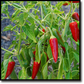 Hawaiian Sweet Hot aka WAIALUA Chili Pepper Seeds