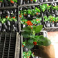 Nursery Seedling Cups Pot Liners
