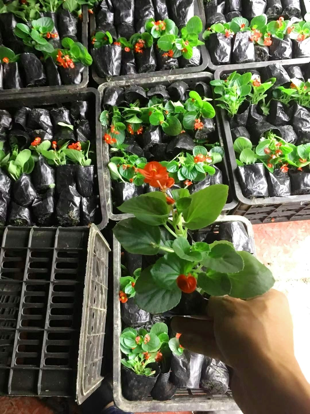Nursery Seedling Cups Pot Liners