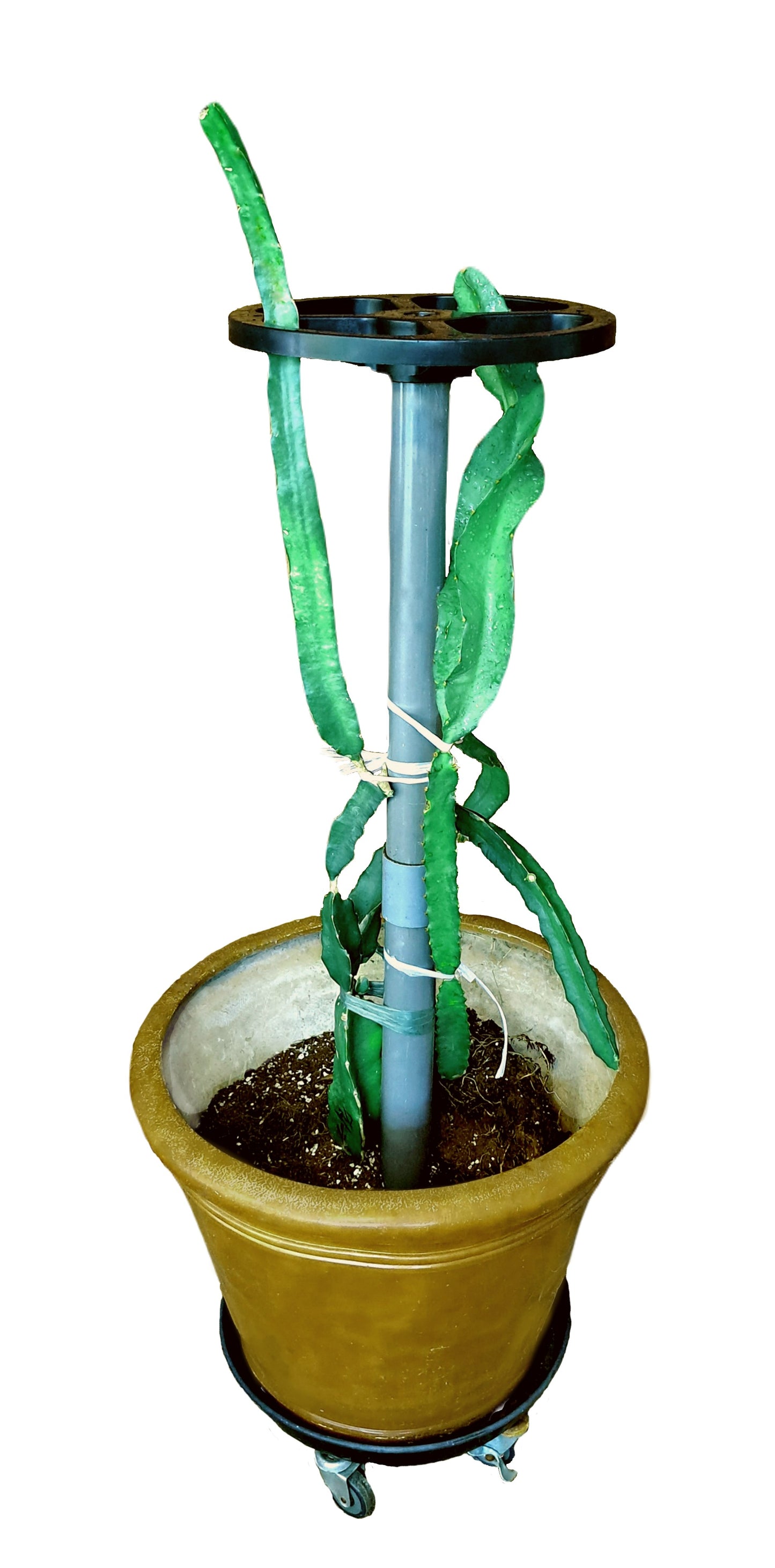 DRAGON TOWER 12 Inch Dragon Fruit Trellis