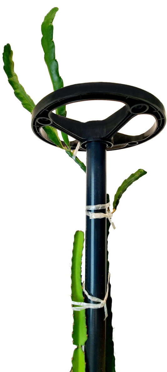 DRAGON TOWER 12 Inch Dragon Fruit Trellis