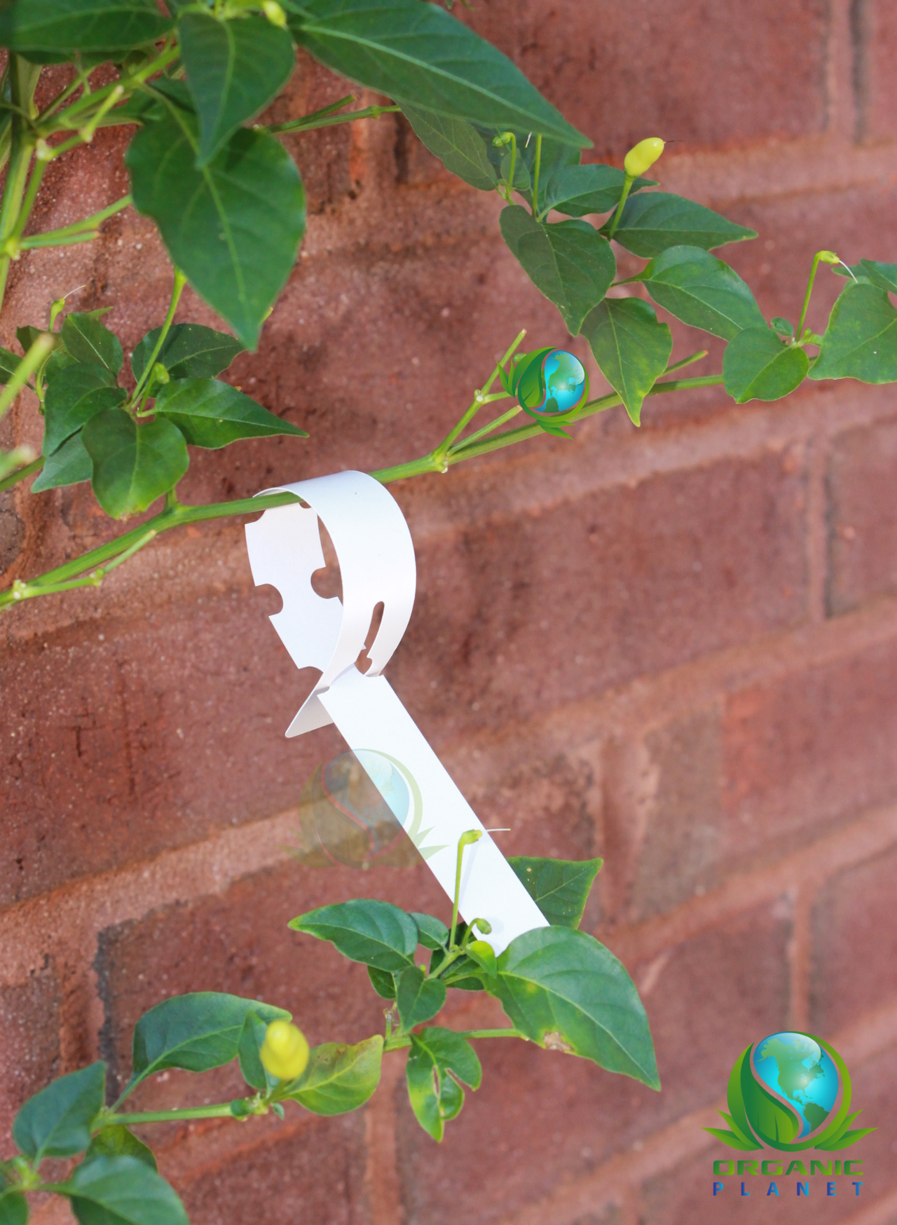 Plant Hanging Tags Wrap-Around  8-Inch Plastic 8"x3/4"
