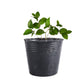 Nursery Seedling Cups Pot Liners