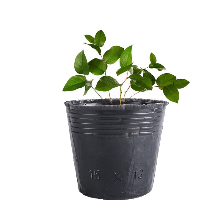 Nursery Seedling Cups Pot Liners
