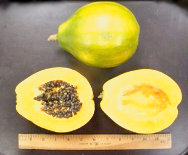 Papaya Seeds Hawaiian Solo Waimanalo (X-77) Low Bearing non-GMO Super Sweet