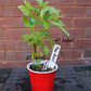 Plant Tags 4 inch White / Nursery Marker / Plastic Waterproof Garden Labels