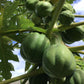 Papaya Seeds Hawaiian Solo Waimanalo (X-77) Low Bearing non-GMO Super Sweet