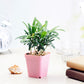 Nursery Flower Pots 3 Inch Square Heavy Duty 10 pcs.