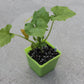 Zucchini Summer Squash Seeds "Black Beauty" Early Prolific Non-GMO Heirloom